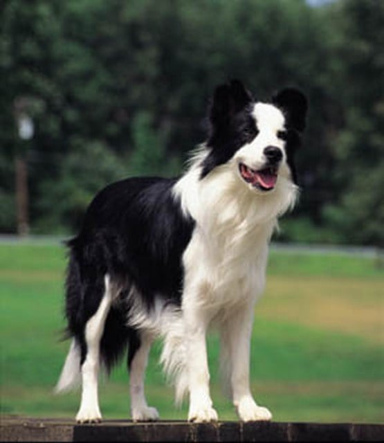 caine Border collie frumos in picioare