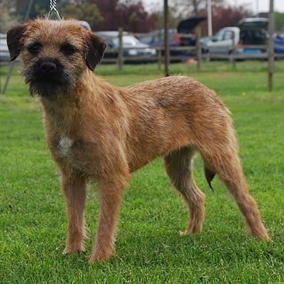 caine Border Terrier