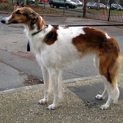 caine Borzoi