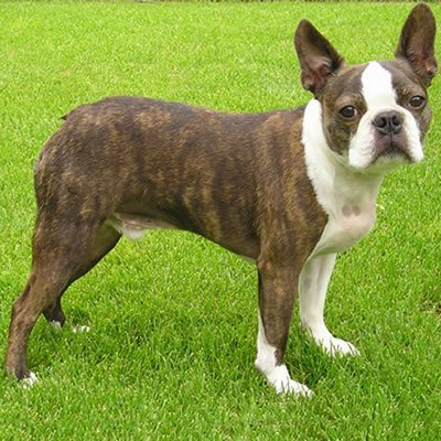 boston terrier trebuie să piardă în greutate țigările fac să piardă în greutate