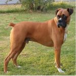 Caine Boxer