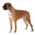 caine Boxer in picioare pe fundal alb