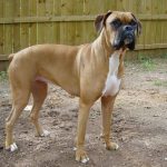 caine Boxer in picioare in curte