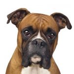 caine Boxer poza fata cap