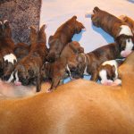 Boxer catea cu pui