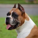 caine Boxer cap cu urechi scurte