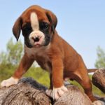 Boxer catel mic afara