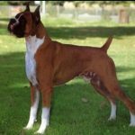 caine Boxer la umbra