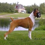 caine Boxer in parc pe iarba langa apa