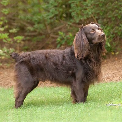 caine Boykin Spaniel