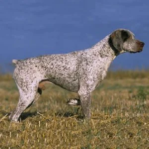 caine Brac de Bourbonnais