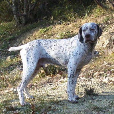caine Brac Francez