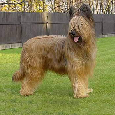 caine Briard