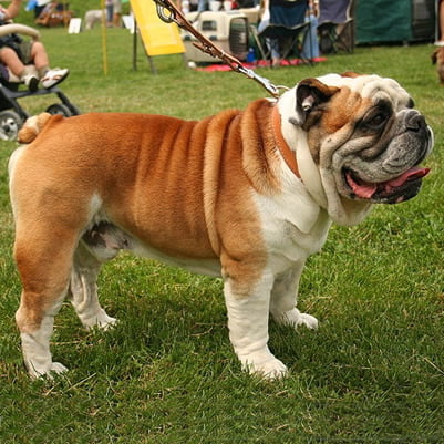 Rasa Bulldog Englez