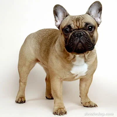 caine Bulldog Francez