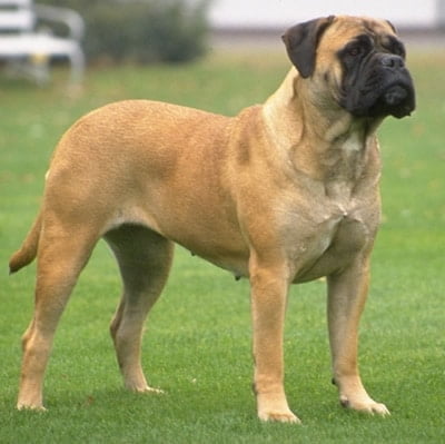 caine Bullmastiff
