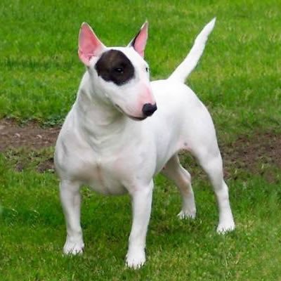 Ruckus kærlighed nedbrydes Bull terrier | Toate Animalele