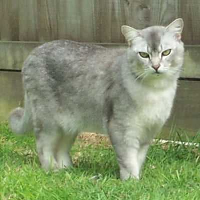 Pisica Burmilla