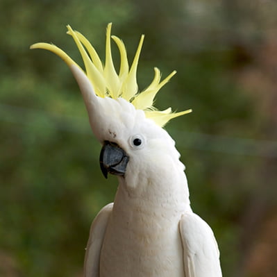 Papagalul Sulfur Galerita