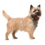 caine Cairn Terrier