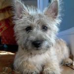 caine Cairn Terrier pozitia culcat