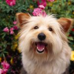 caine Cairn Terrier frumos flori