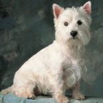 caine Cairn Terrier alb