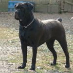 caine Cane Corso