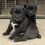 Cane Corso catei mici