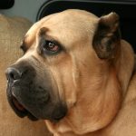 caine Cane Corso cap adult