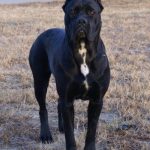caine Cane Corso afara