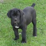 caine Cane Corso mic in iarba