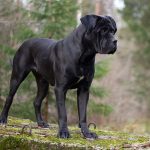 Cane Corso negru caine