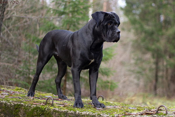 https://www.toateanimalele.ro/wp-content/uploads/2016/05/Cane-Corso5.jpg
