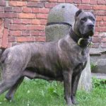 caine Cane Corso tigrat cu zgarda
