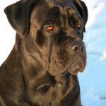 caine Cane Corso cap puternic