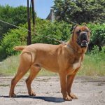 caine Cane Corso la plimbare in lesa