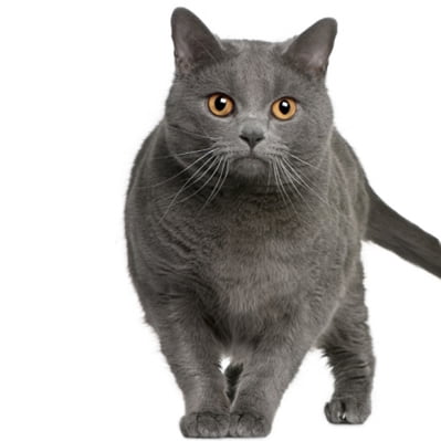 Pisica Chartreux