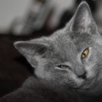 Chartreux pisica adormita