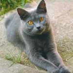 Chartreux pisica in curte