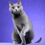 Chartreux pisica gri