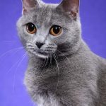 Chartreux pisica cu ochi mari