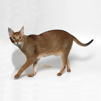 Pisica Chausie