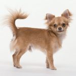 caine Chihuahua