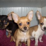 Chihuahua catei mici