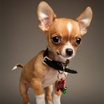 caine Chihuahua cu zgarda