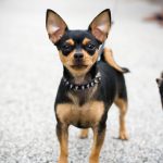 caine Chihuahua negru cu zgarda