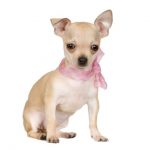 caine Chihuahua cu esarfa roz