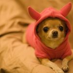 caine Chihuahua imbracat cu haina roz