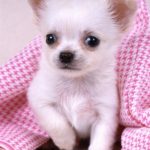 caine Chihuahua in patura ros